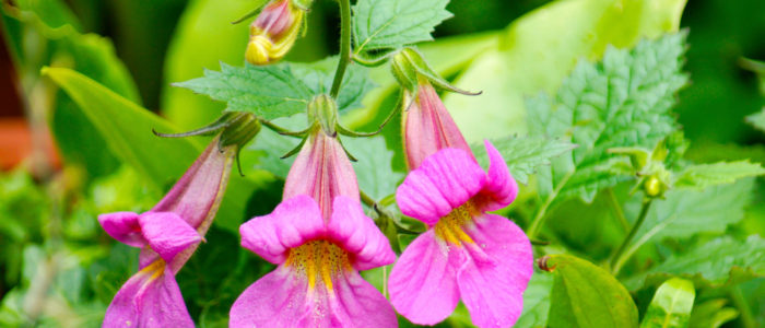 Macro,Closeup,Of,Beautiful,Pink,Purple,Bell,Flowers,Of,Rehmannia