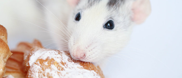 Black and white rat eating sweet donut baked goods. Close-up of a rat's head.