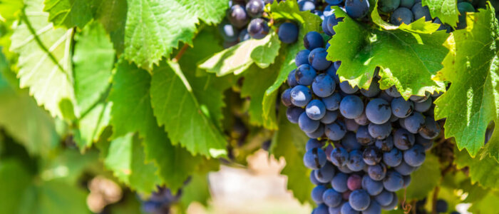 Red wine grapes on a vine in a vineyard in Mendoza on a sunny day